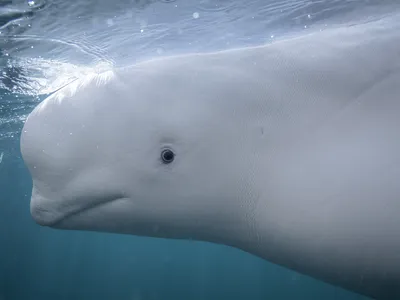 Belugas Can Recognize Themselves in Mirrors, Joining a Short List of Nonhuman Species That Show Signs of Self-Awareness image