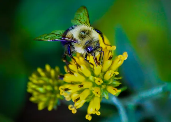 The Quiet Work of a Busy Bee thumbnail