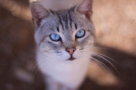 What do this cat's pupils say about what it had for dinner? 