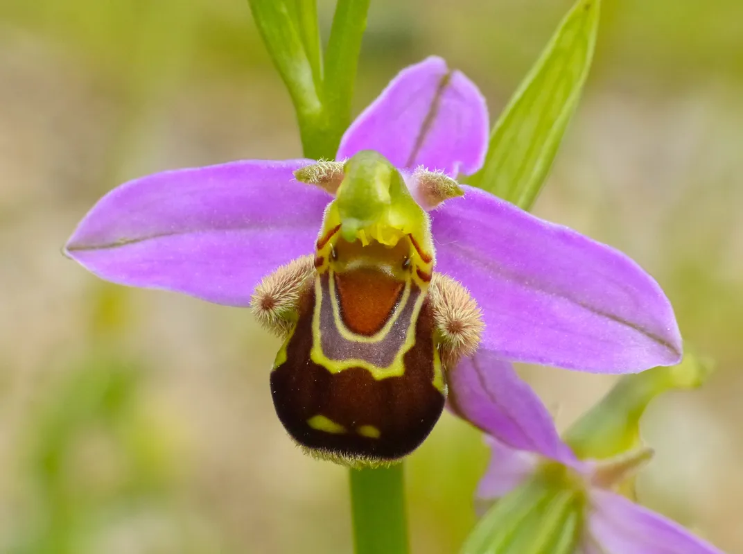 A purple, yellow and green flower.