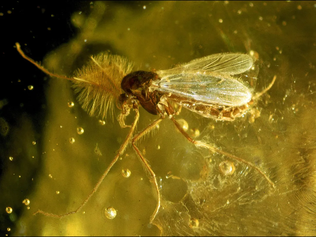 Insect Trapped in Amber