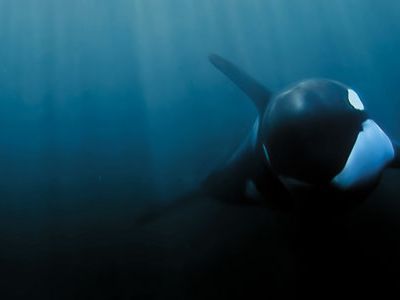 Orca underwater