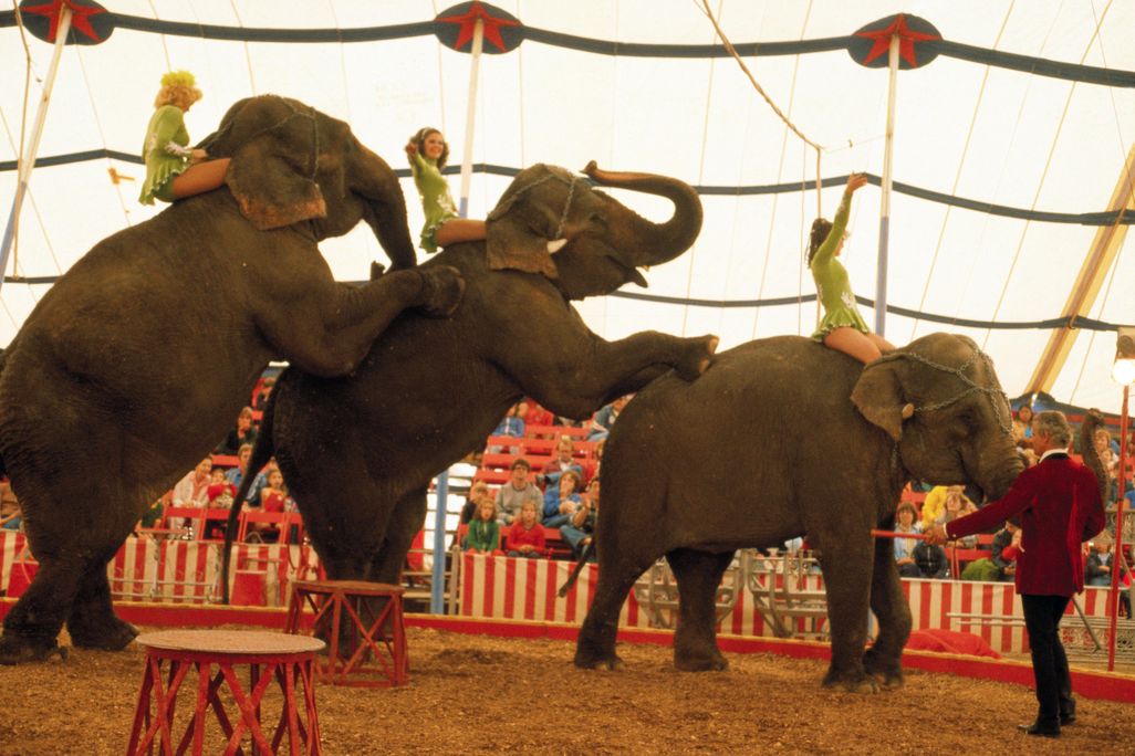 Ringling Elephants