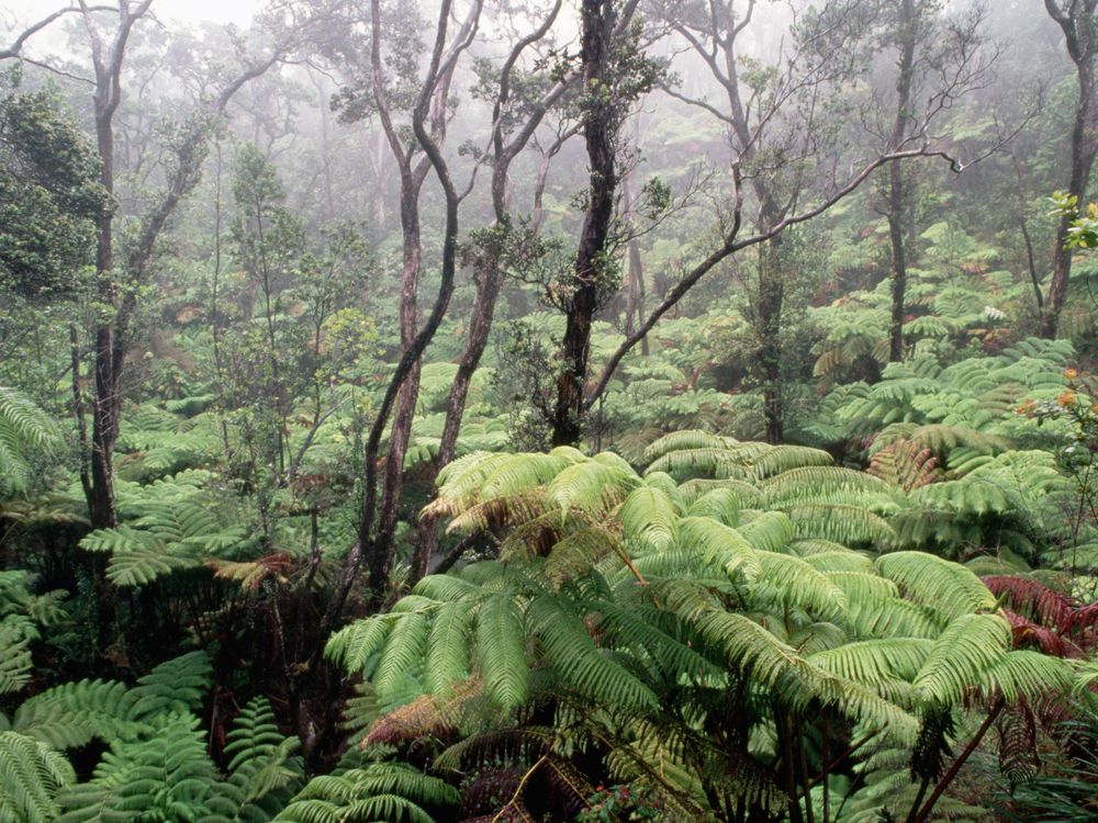 Hawaiian forest