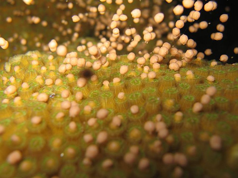 Watching Coral Sex Smithsonian 3014