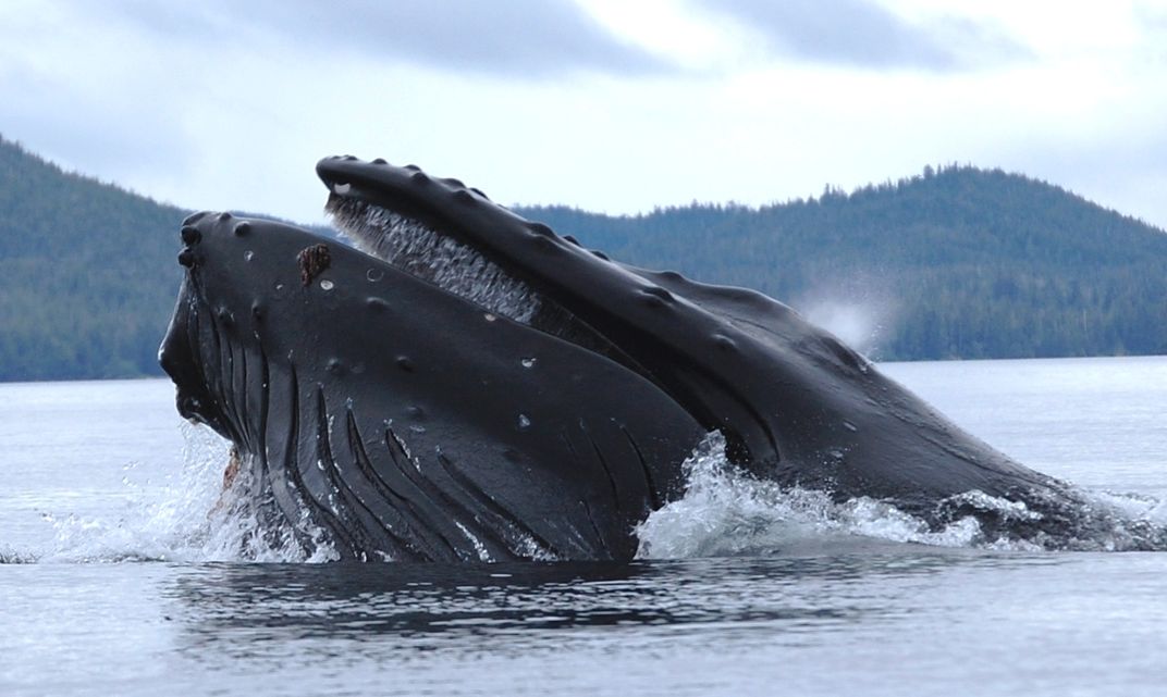 Giant black head of a humpback whale breaches the water's surface, with low mountains in the background