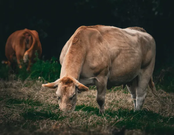 Grazing cows thumbnail