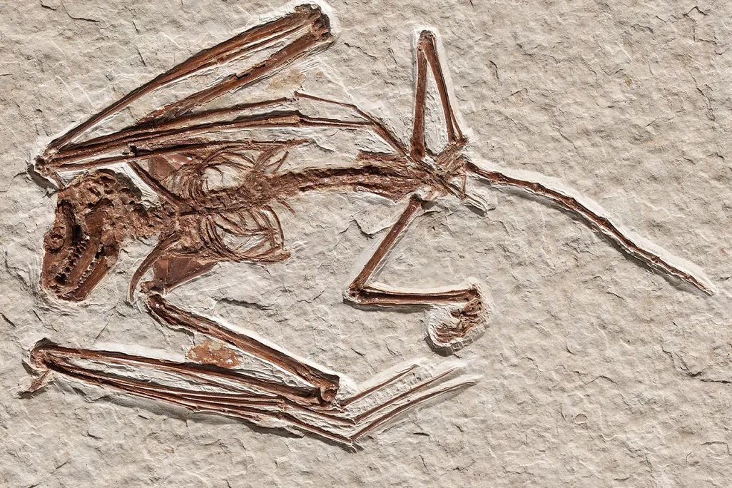 Bat Fossil