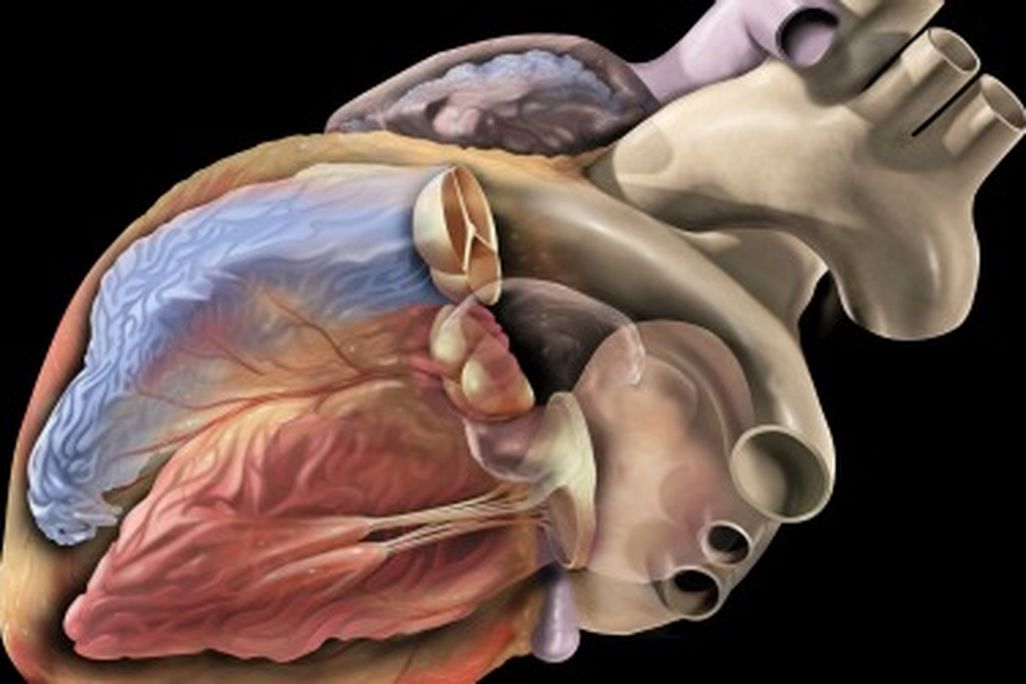 The human heart