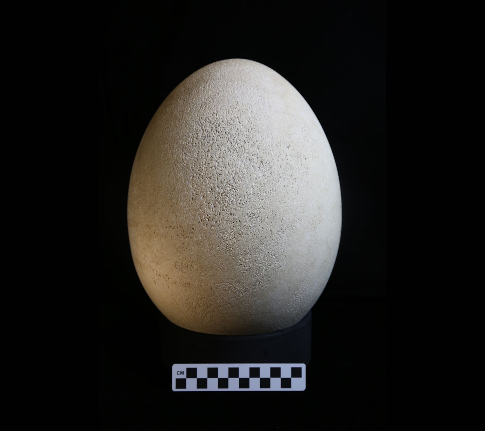 Giant, Intact Egg of the Extinct Elephant Bird Found in Buffalo Museum