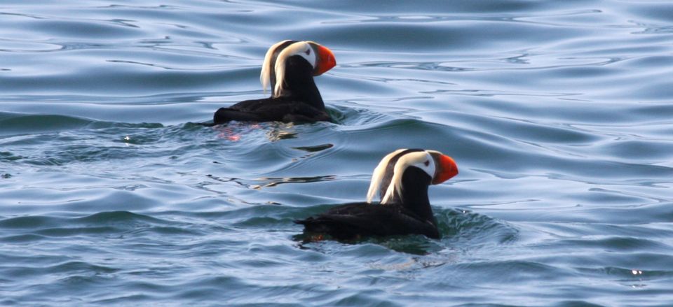  Puffins  