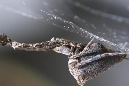 The garden center spider combs and pulls on its silk to create electricostatically-charged threads