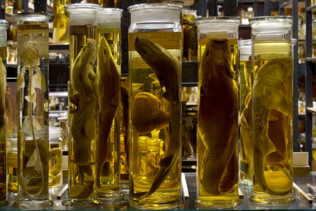 dead fish