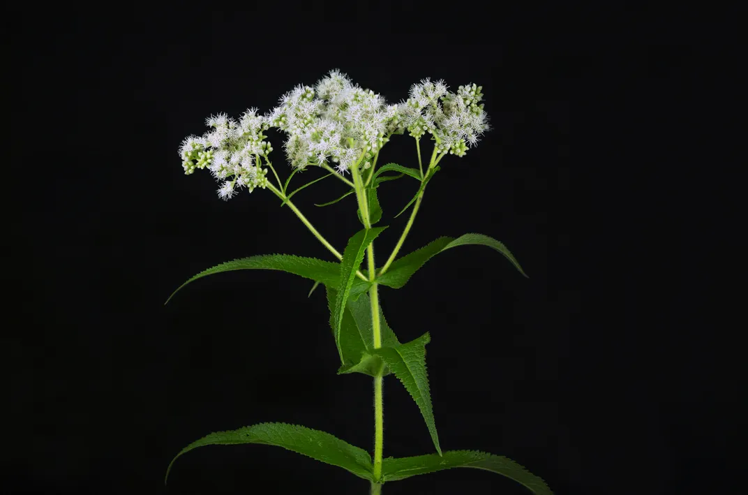 A common boneset flower native to the eastern United States.