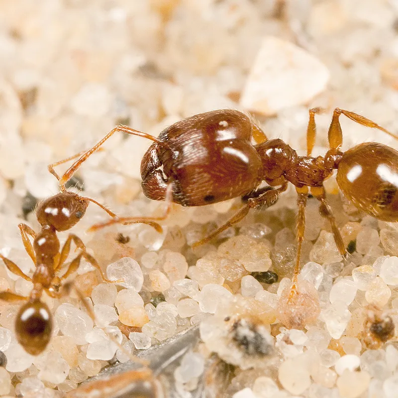 army ant soldier