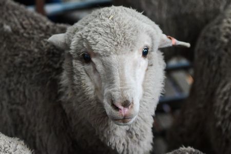 Ewe can't hurry love.