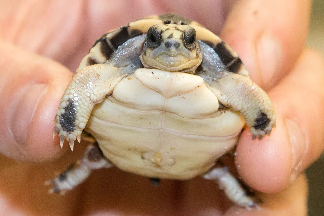 Spider Tortoise Hatchling