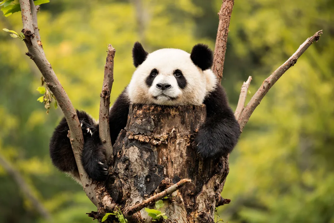 Giant panda relaxing in a tree