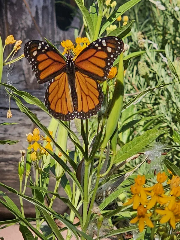 Monarch in my backyard thumbnail