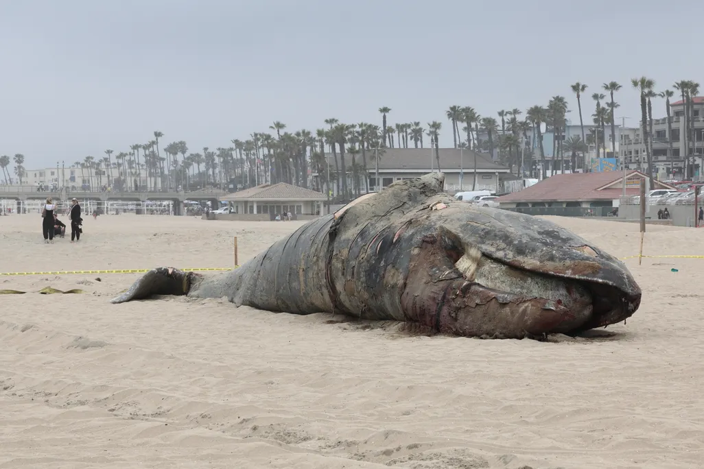 A dead gray whale on a beach