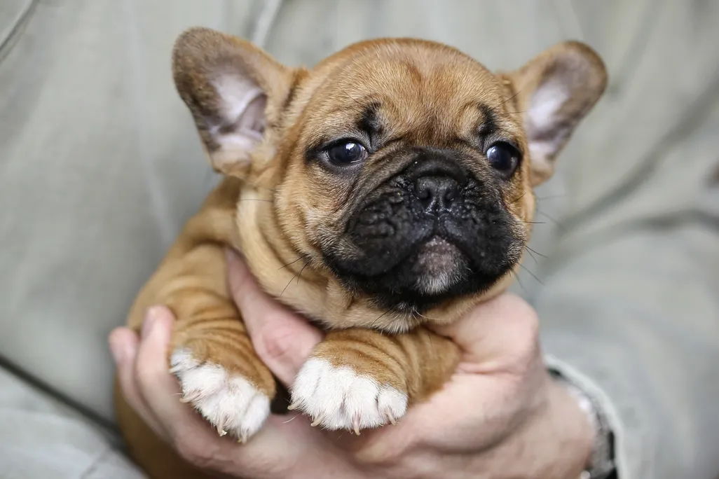 Puppy