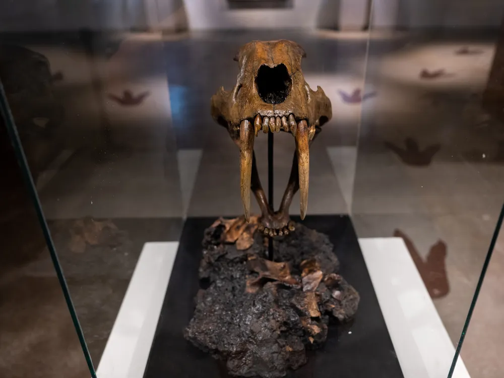 a saber-toothed tiger skull, head-on, in a glass case