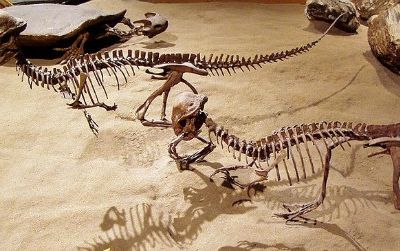 A pair of Stegoceras on display at the Royal Tyrrell Museum, Alberta, Canada.
