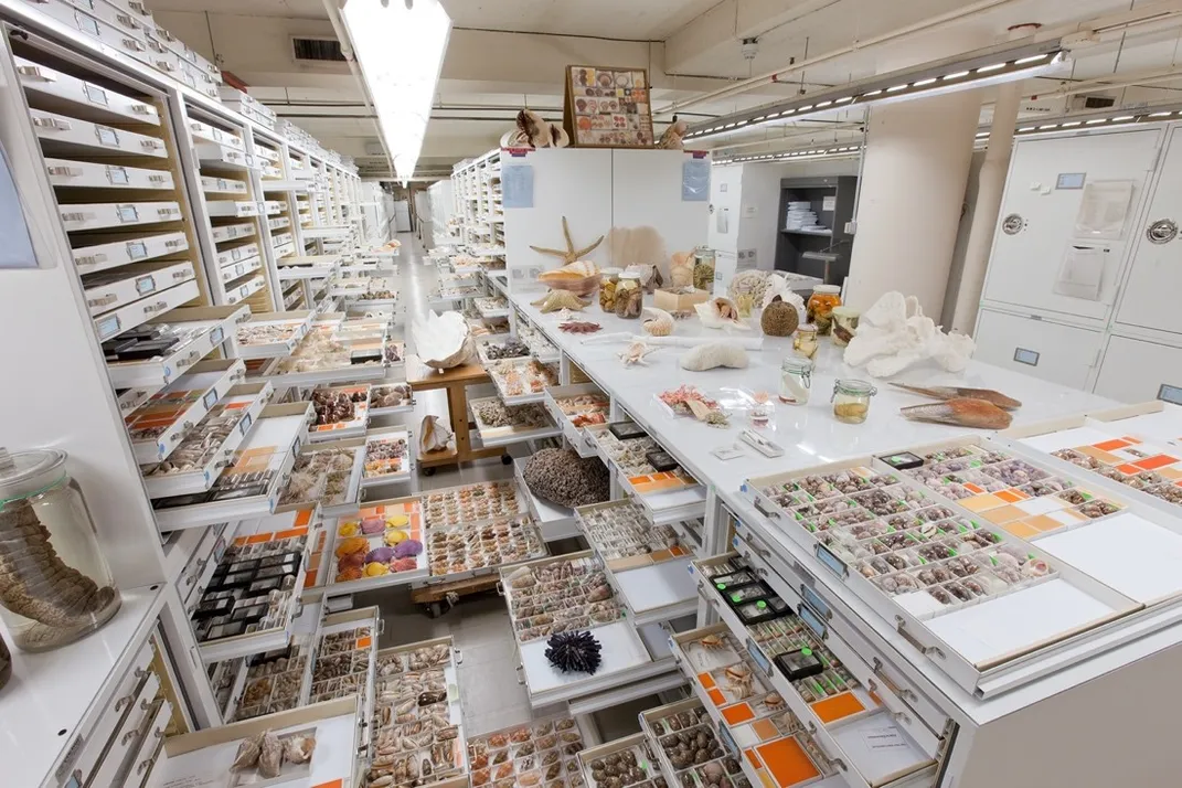 A rare look inside the Smithsonian's secret storerooms