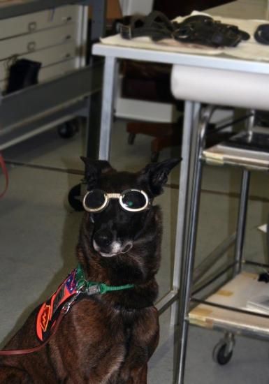 Dog wearing "doggles" or goggles for dogs. He is a brown, tall dog with perky ears. Wearing a vest.