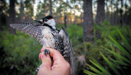 Endangered Woodpeckers Find a New Home on a Military Training Ground