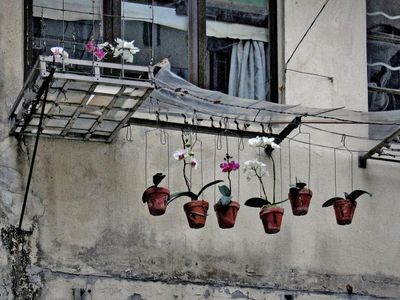“I’d never go into a back alley in Berlin or Manhattan,” Wolf says. “It’s not like that at all here.” In this alley, a resident has found a creative use for coat hangers: to make hanging planters for orchids.