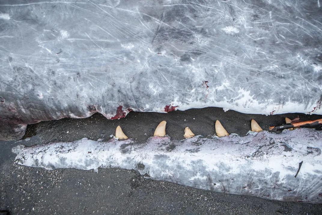 The carcass of a sperm whale