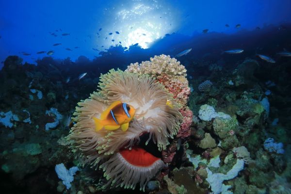 Clown fishes in open anemone thumbnail