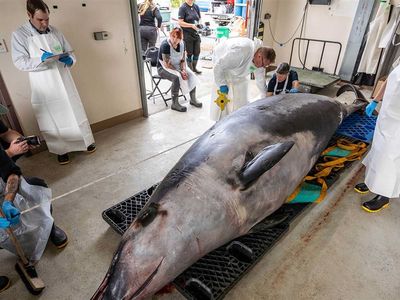 Last week, scientists conducted the first-ever dissection of a spade-toothed whale, the rarest whale species on Earth.