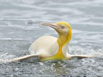 The yellow colored king penguin Aptenodytes patagonicus was spotted after photographer Yves Adams suddenly saw penguins swimming towards the shore. 