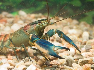 A new crayfish species called&nbsp;Cherax pulverulentus has a bright blue color.