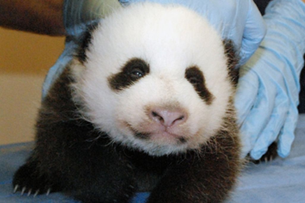 panda