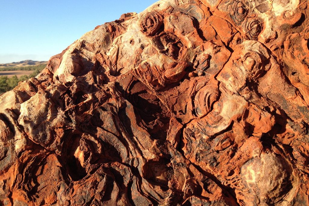 Stromatolite