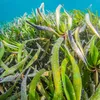 Close-up of a bright green patch of seagrass under bright blue water