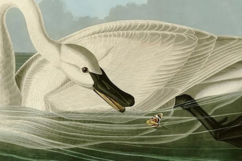 John James Audubon Trumpeter Swan
