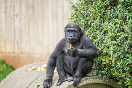 Western lowland gorilla Moke eating a snack