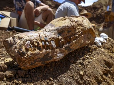 The skull of an elasmosaur found in Queensland, Australia