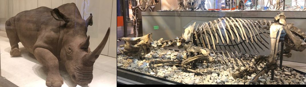 Two photos side-by-side of a modern white rhino and its extinct ancestor at the Smithsonian's National Museum of Natural History