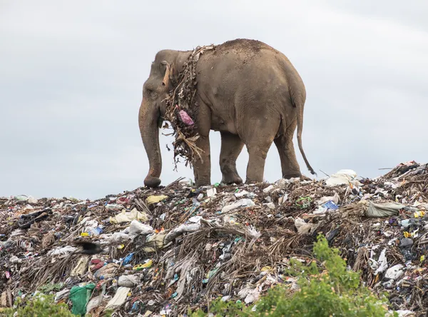 Helpless Elephant thumbnail
