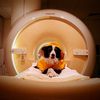 Scientists Gave Dogs MRIs and Learned That They're Surprisingly Good at Distinguishing Between Human Emotions, Even Some Negative Ones icon
