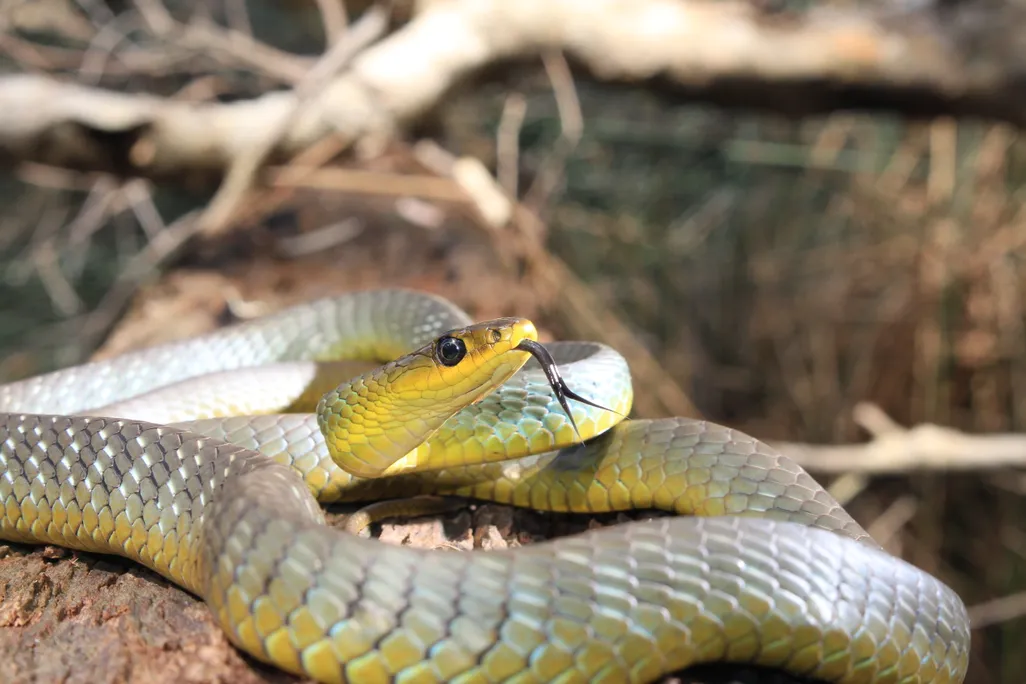 Snake sticks its tongue out