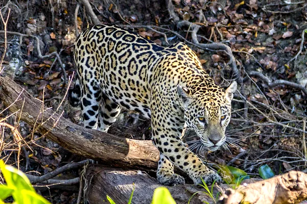 The king of Pantanal thumbnail
