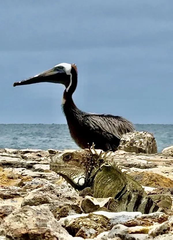 Pelican and iguana: peaceful coexistence thumbnail