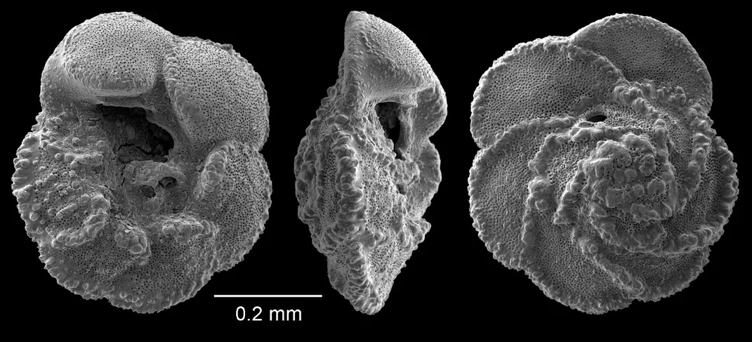 Three black and white views of a foraminifera fossil.