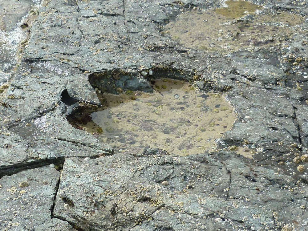 Side-angle image of sauropod footprint credit Jon Hoad.jpg